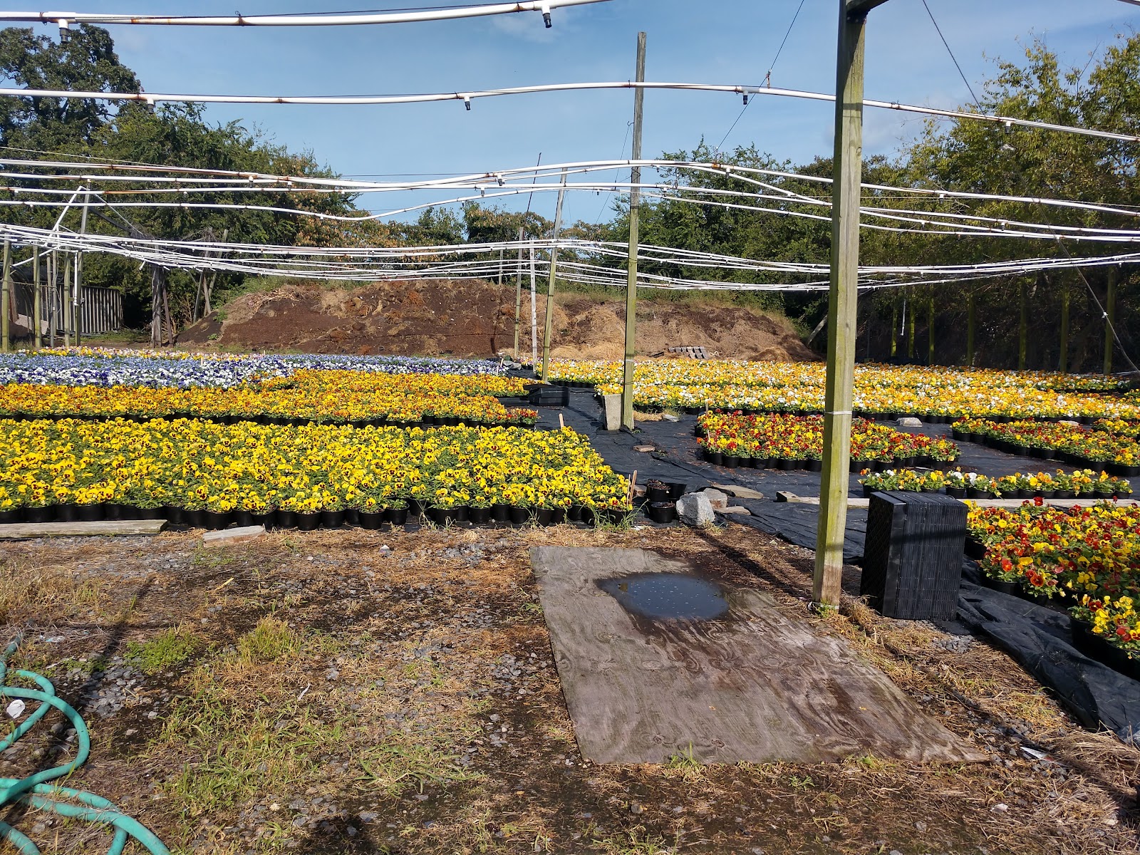 Paramount Greenhouse & Nursery