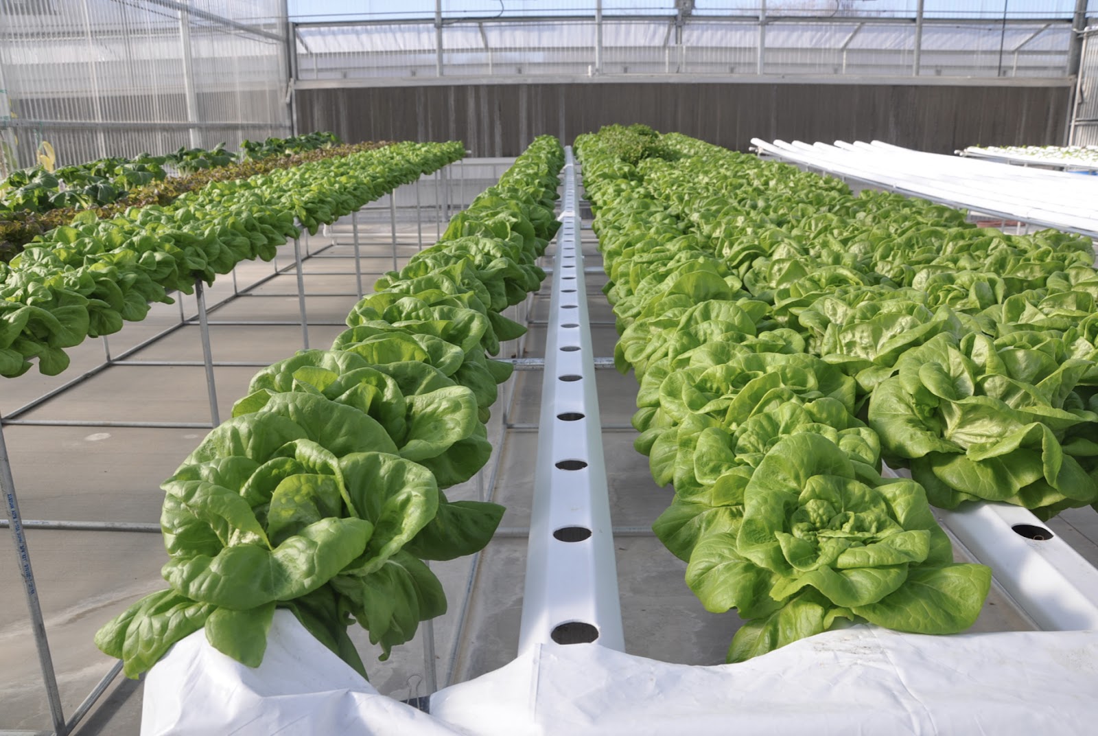 Paramount Seeds Inc
