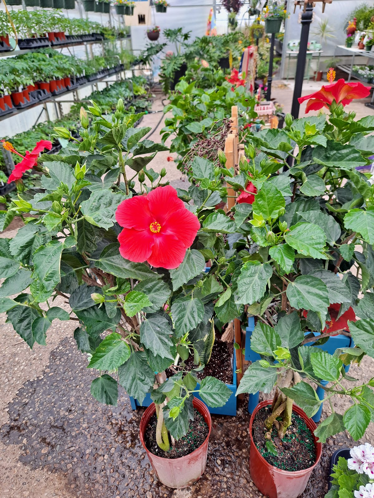 Parr Farms Greenhouse