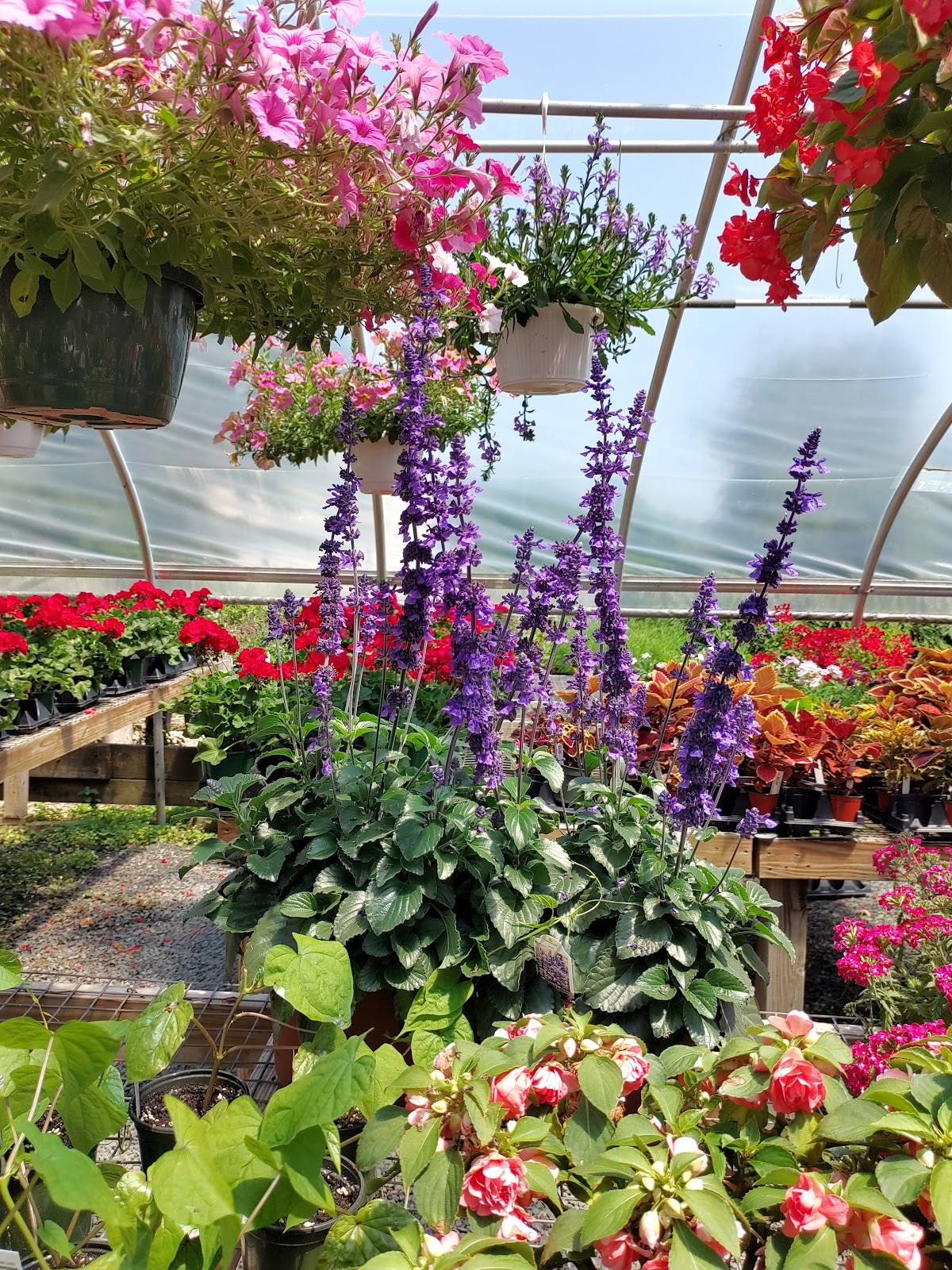 Pat's Greenhouse