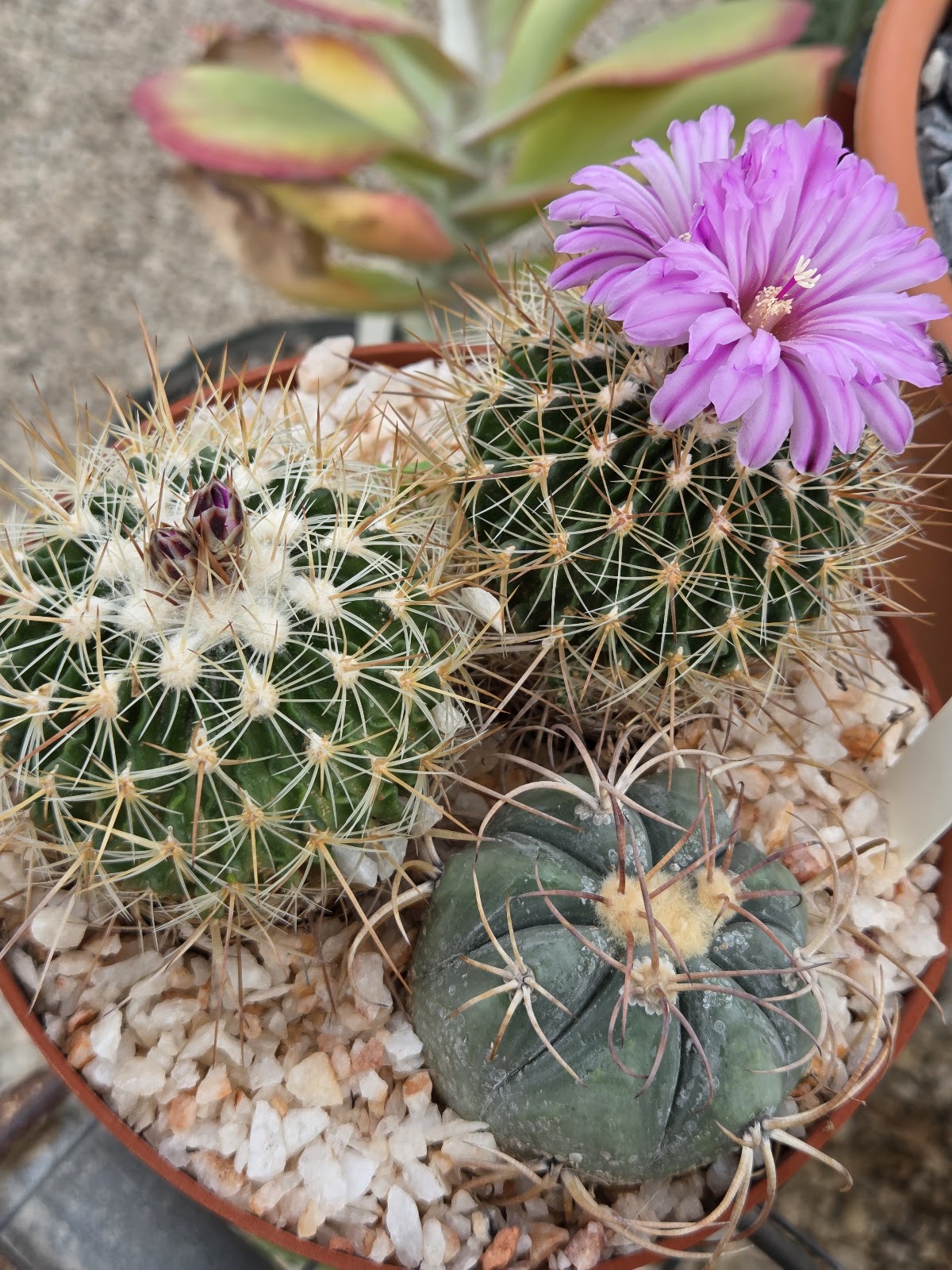 Paul's Desert