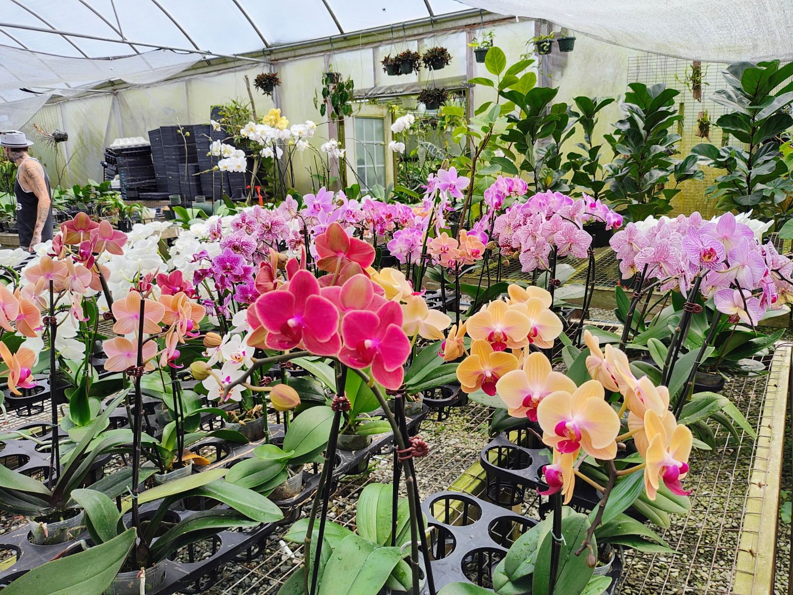 Peach State Orchids Inc