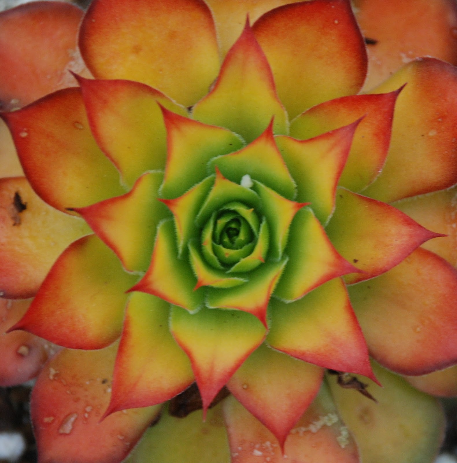 Peacock Horticultural Nursery (only open by appointment)