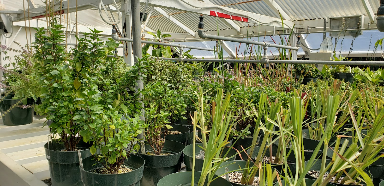 Pearson's Gardens & Herb Farm