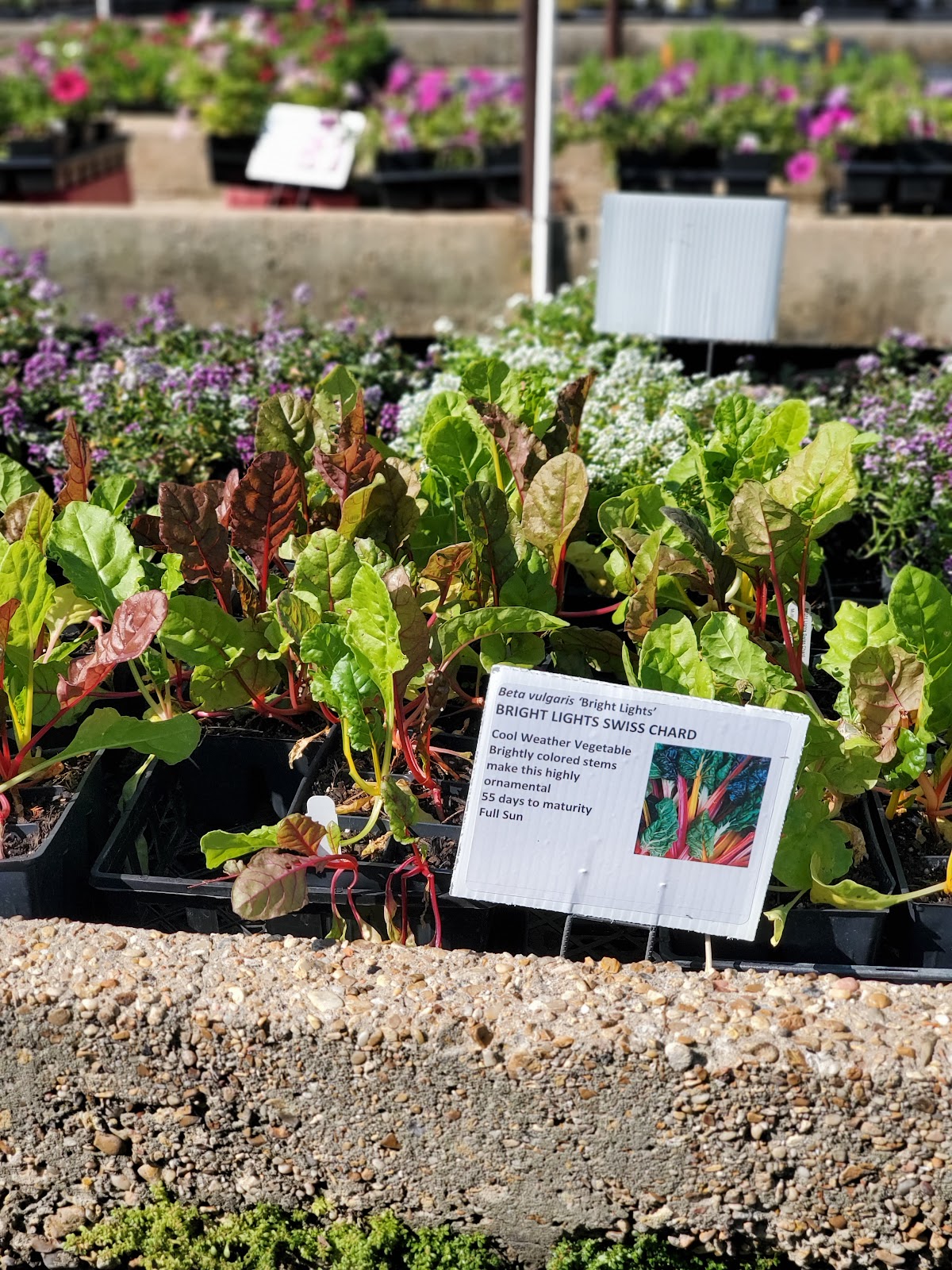 Pelican Greenhouse