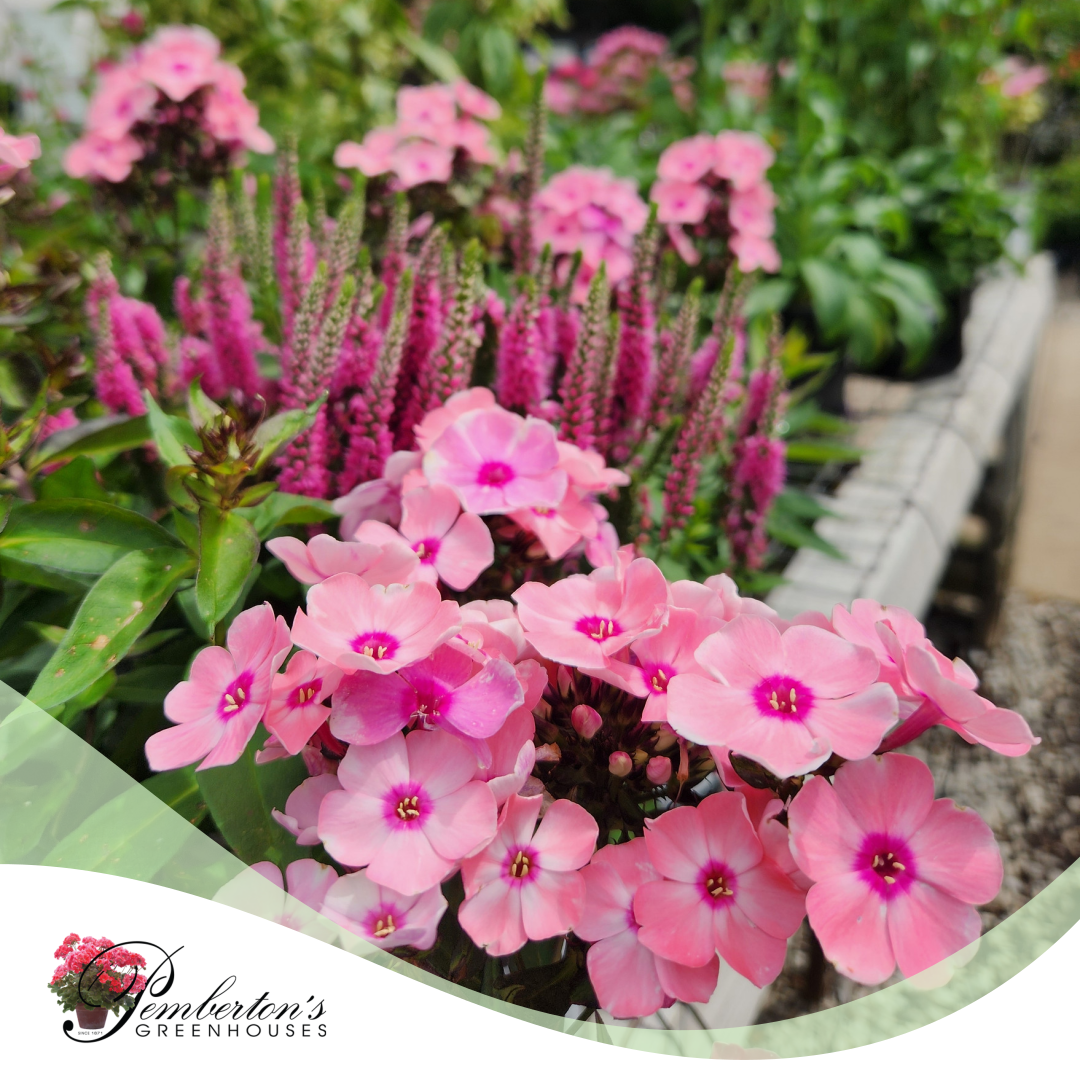 Pemberton's Greenhouses