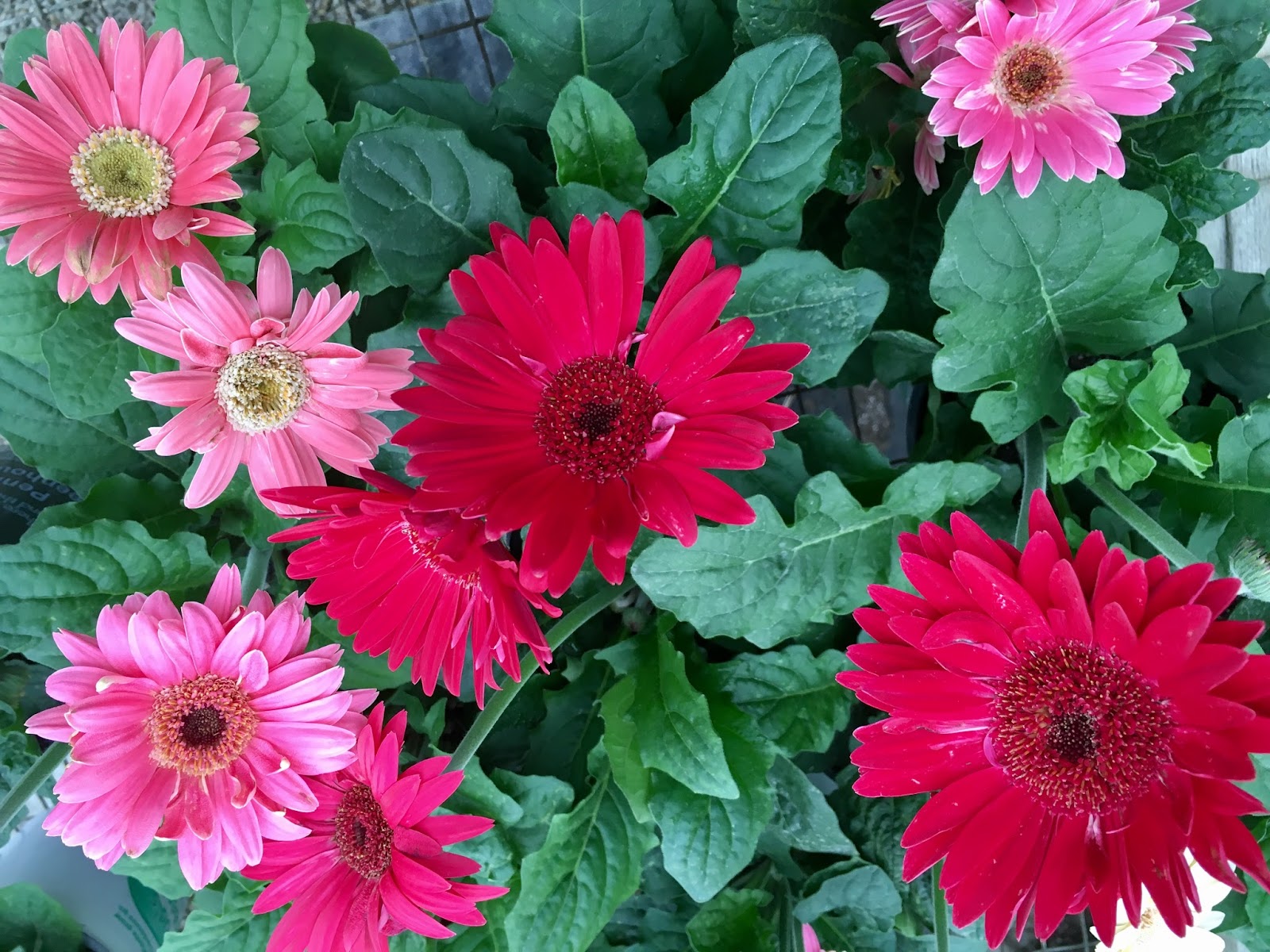 Penrod's Greenhouse
