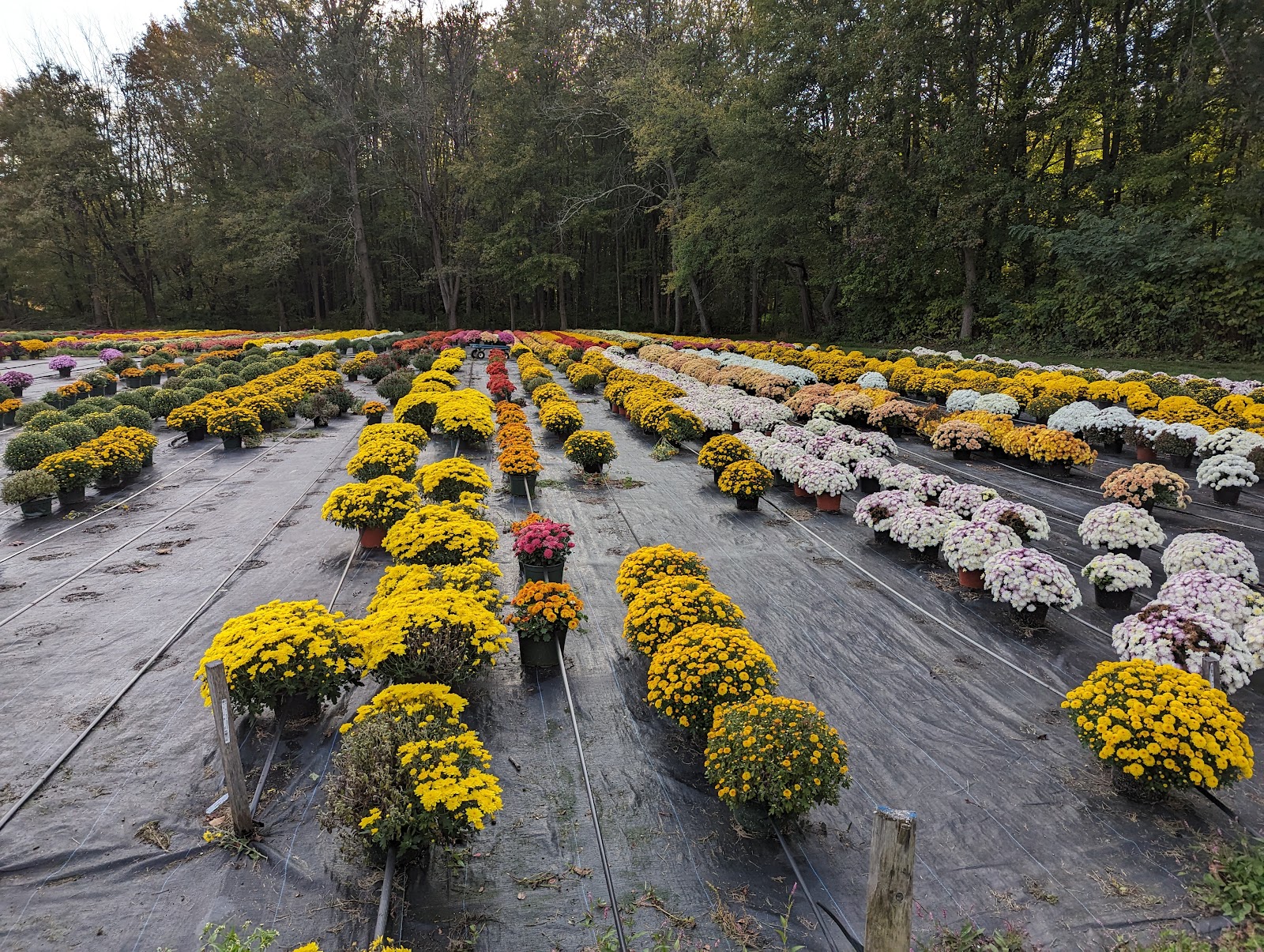 Persons Farms & Greenhouse