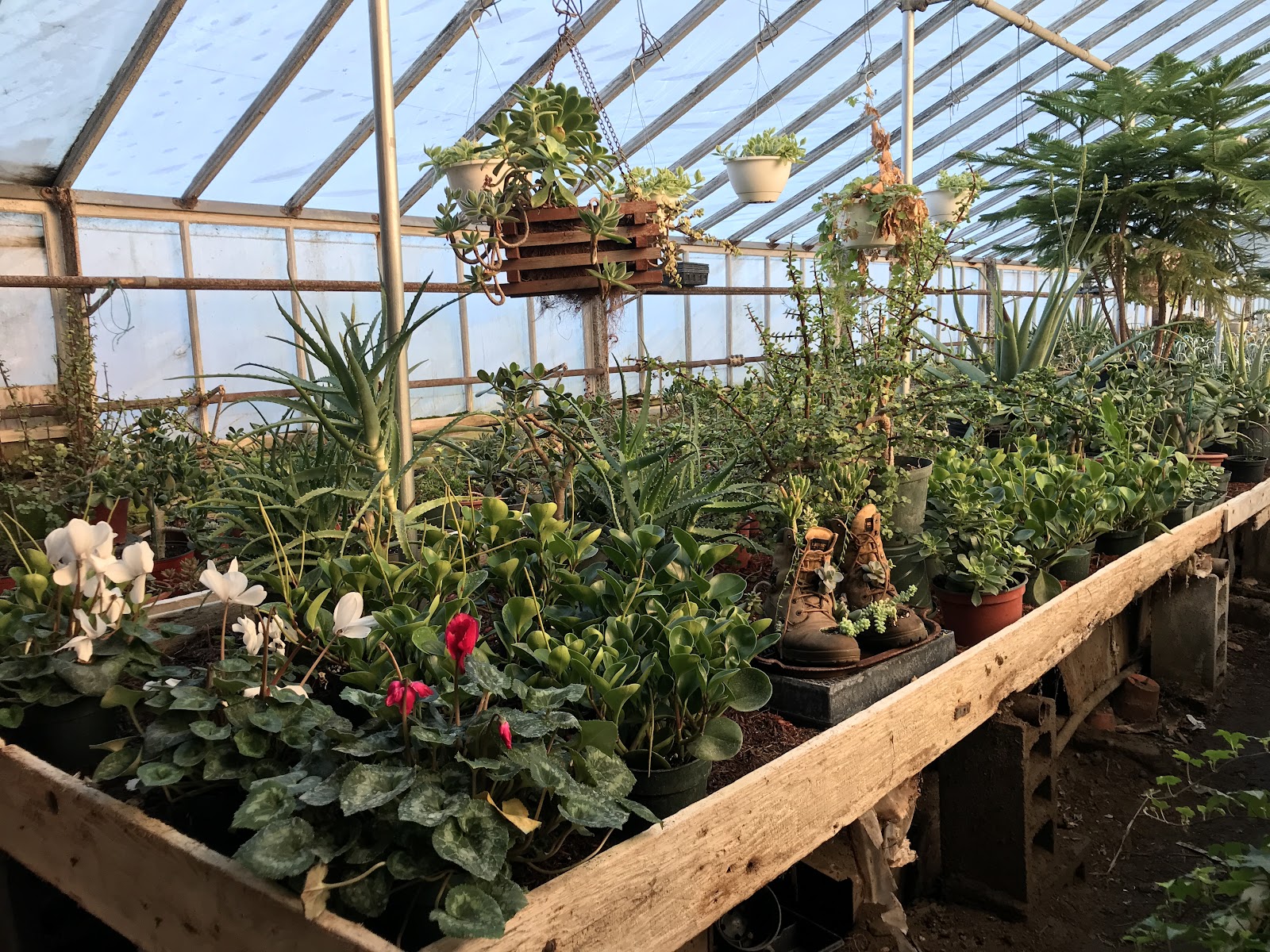 Petersen's Patterson Greenhouses