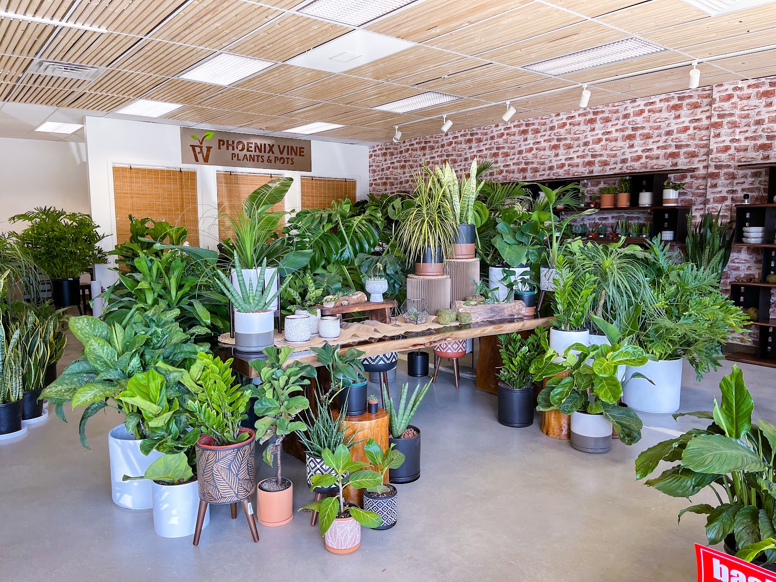 Phoenix Vine Plants & Pots