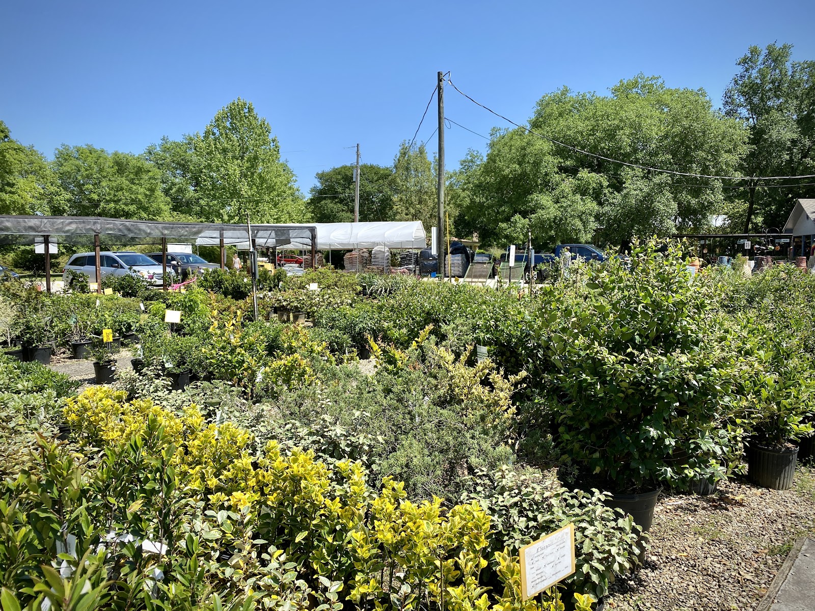 Pine Hills Nursery