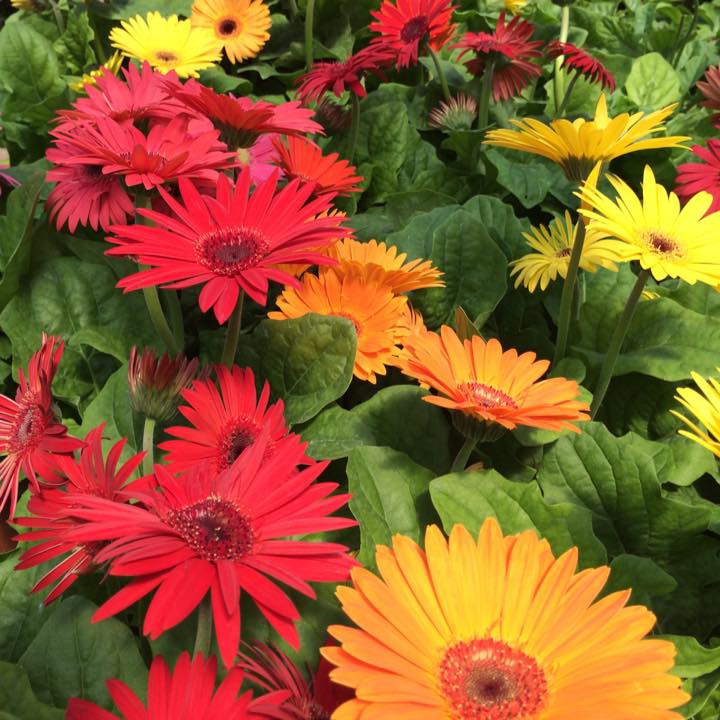 Plant and See Nursery