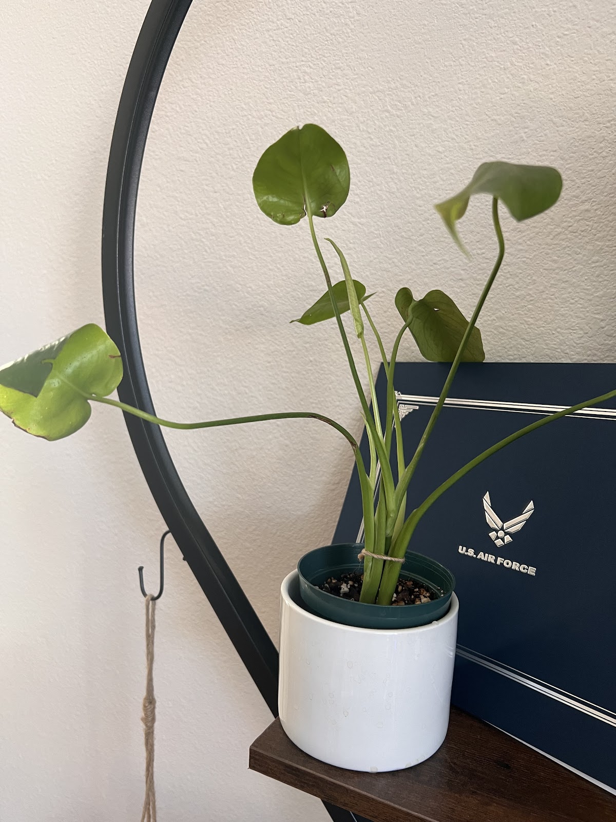Plant Haven