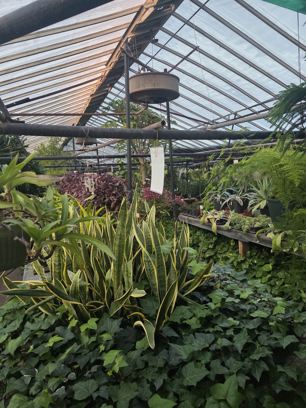 Plant Kingdom Greenhouse Outlet