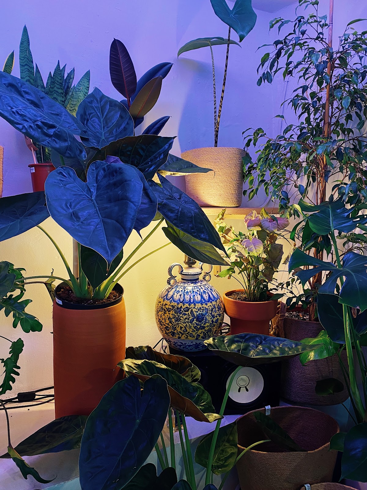 Plant Lovers