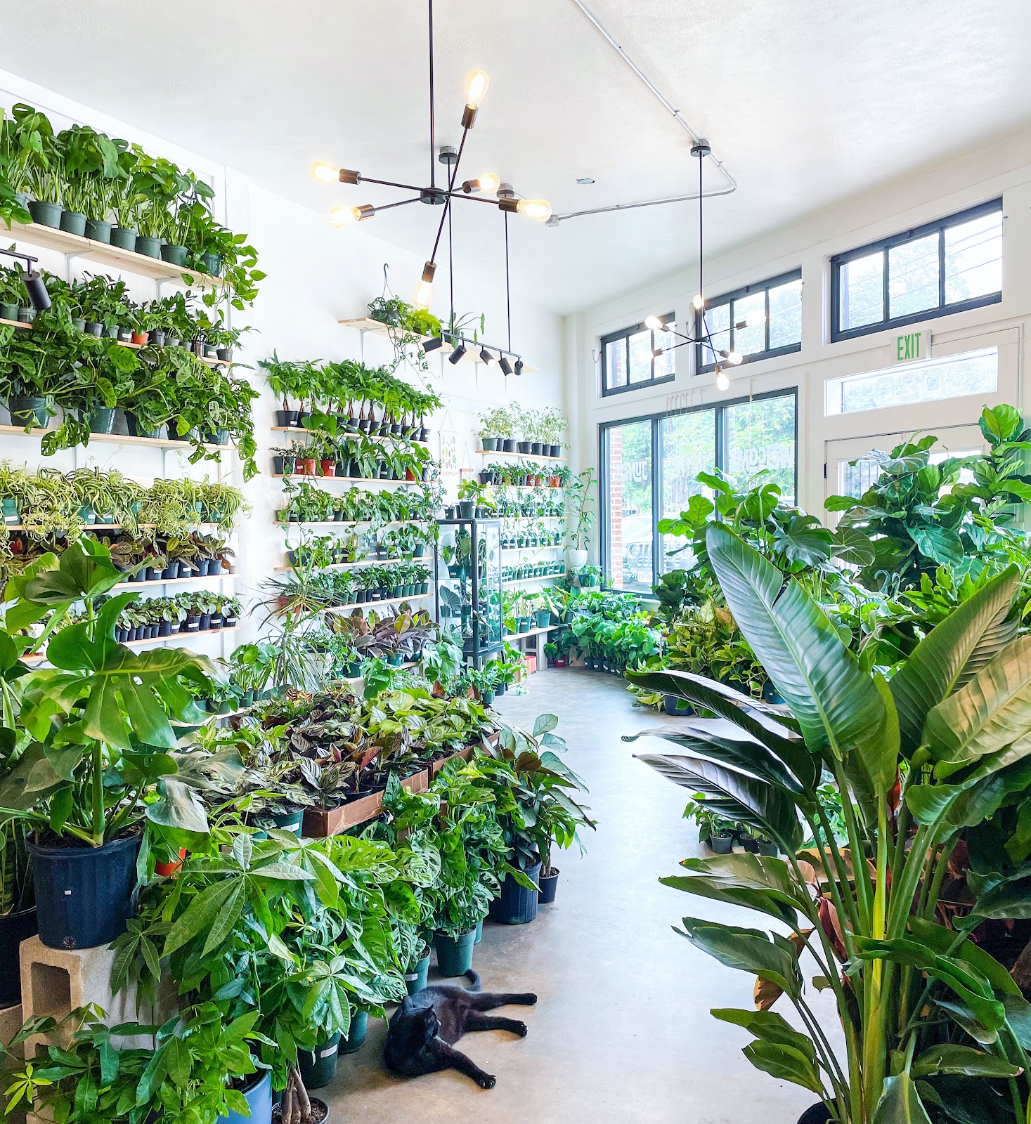 Plant Shoppe