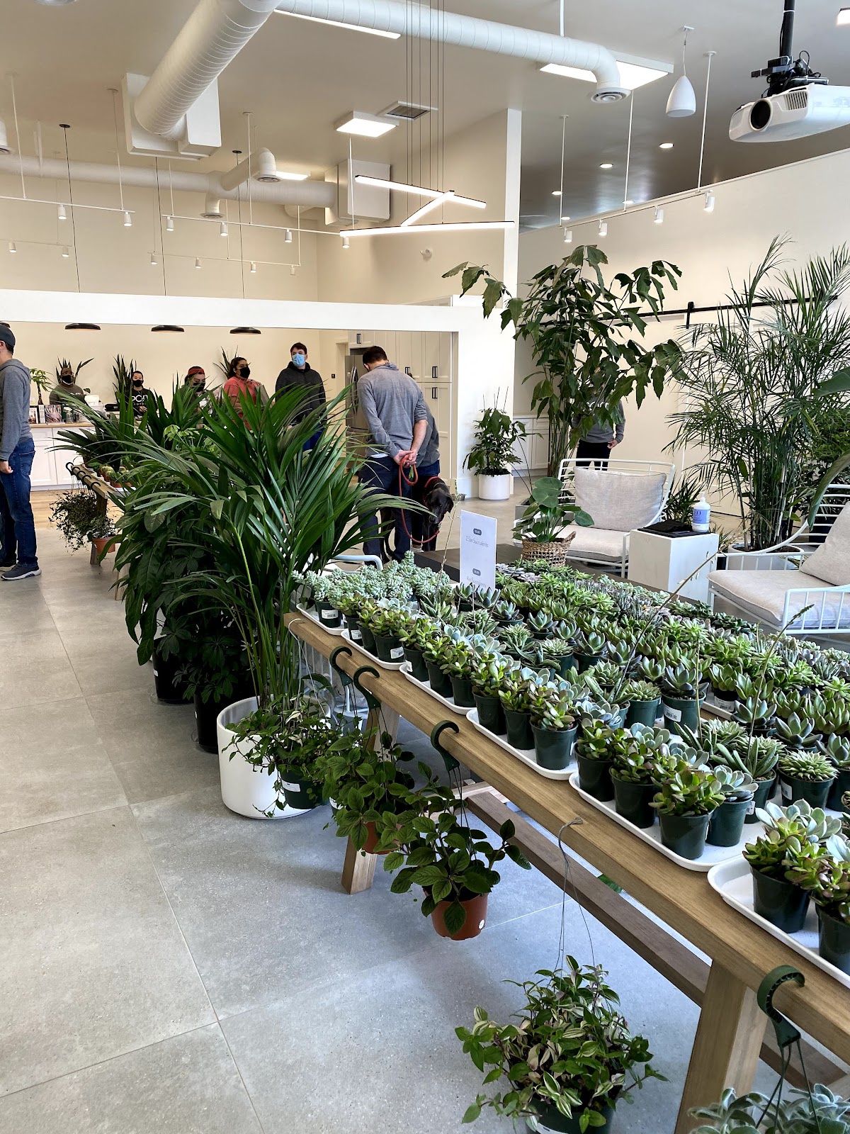 Plants by Post