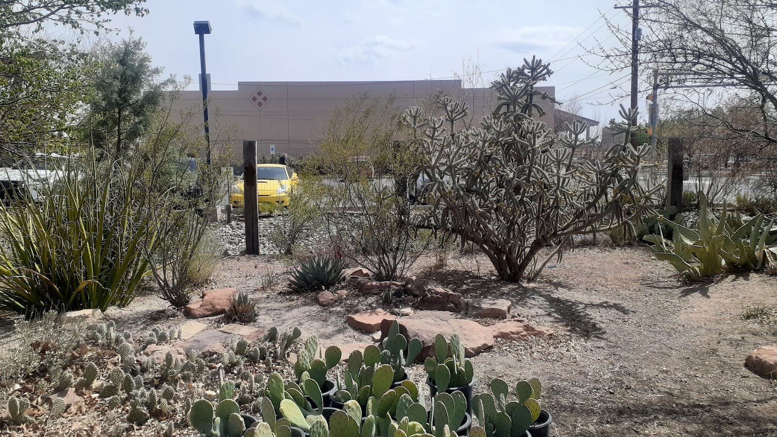 Plants of the Southwest