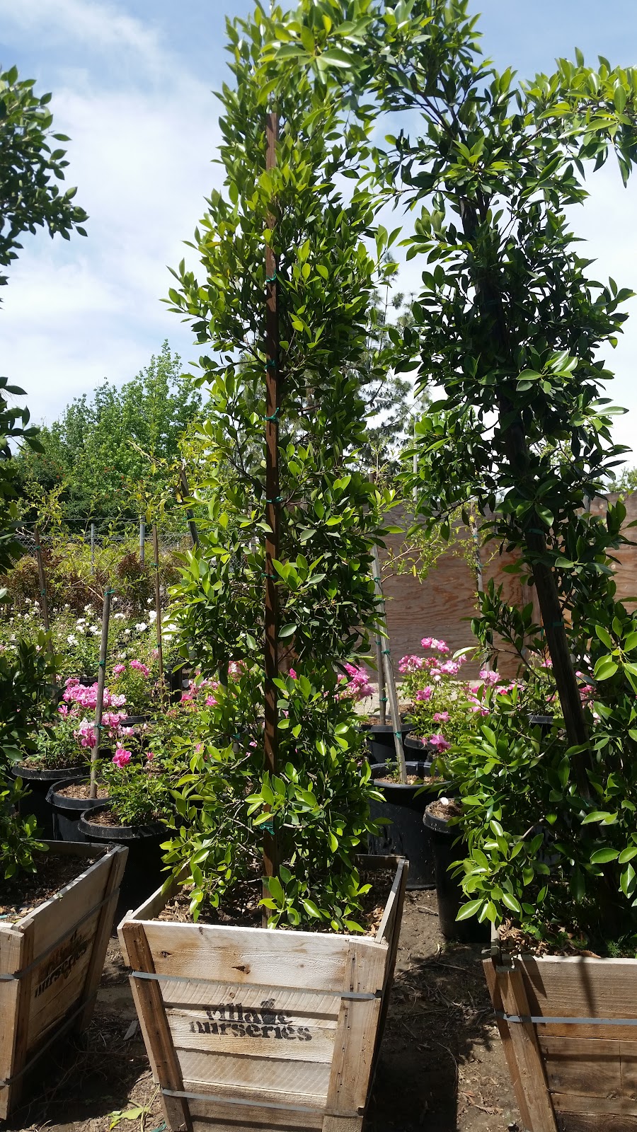 Plascencia Wholesale Nursery