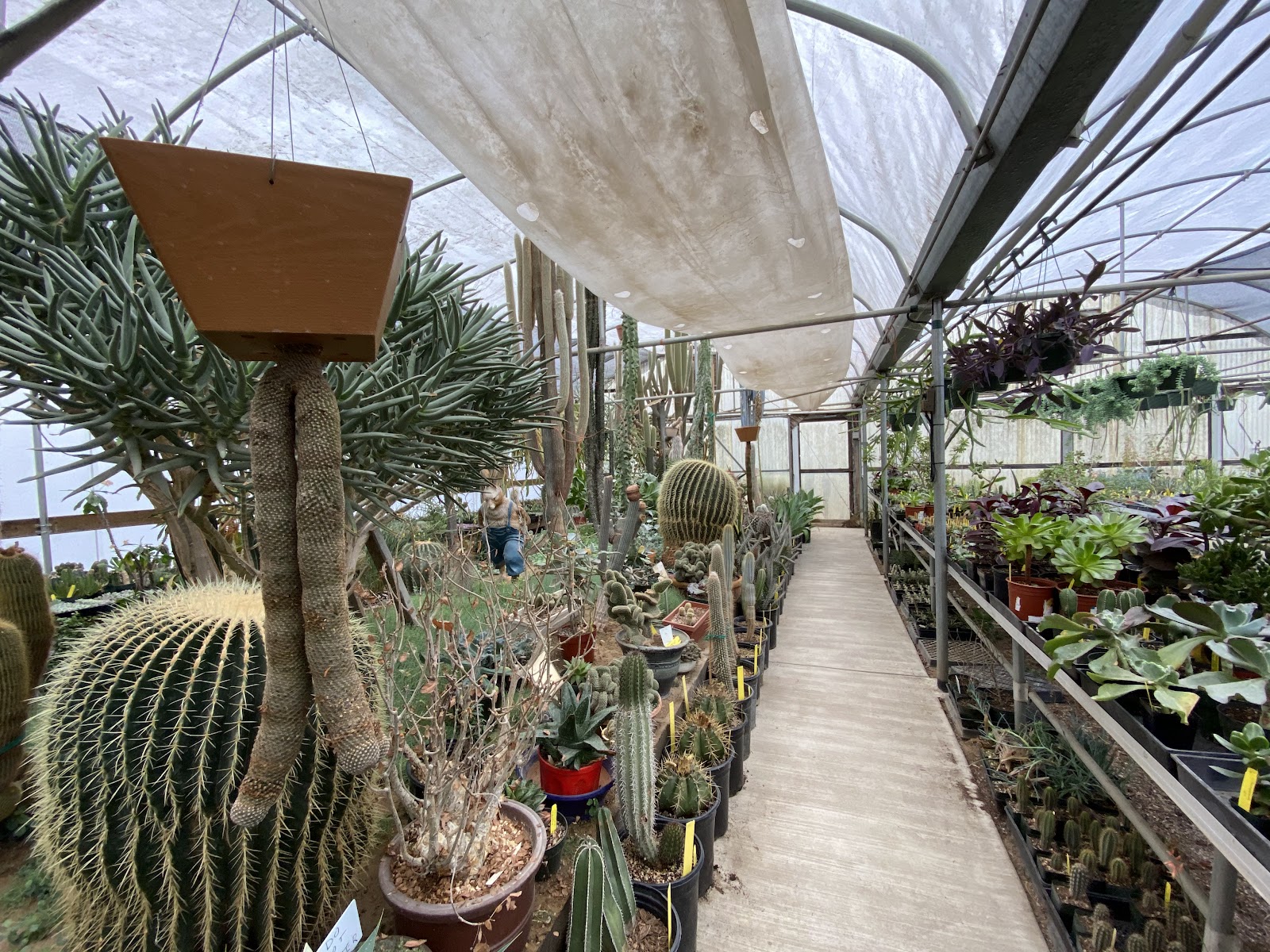 Poot’s Cactus Nursery