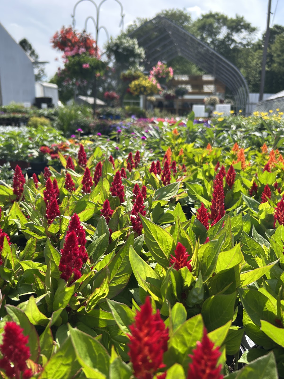 PRATT'S GREENHOUSE LLC