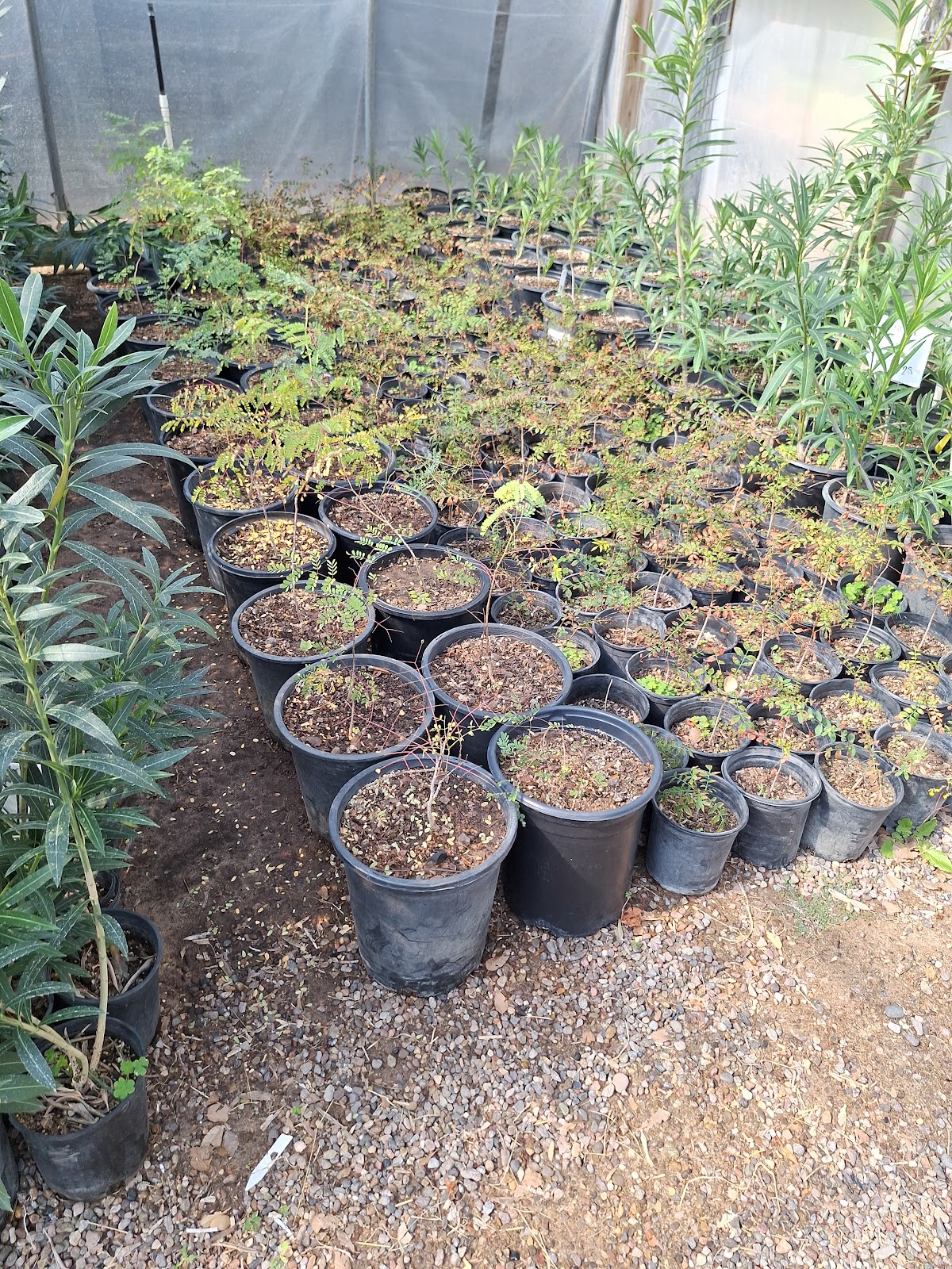 Production Growers