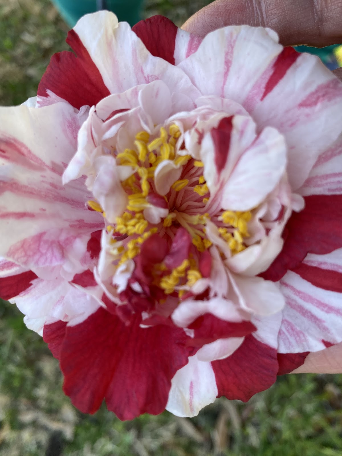 Pungo Palms Nursery