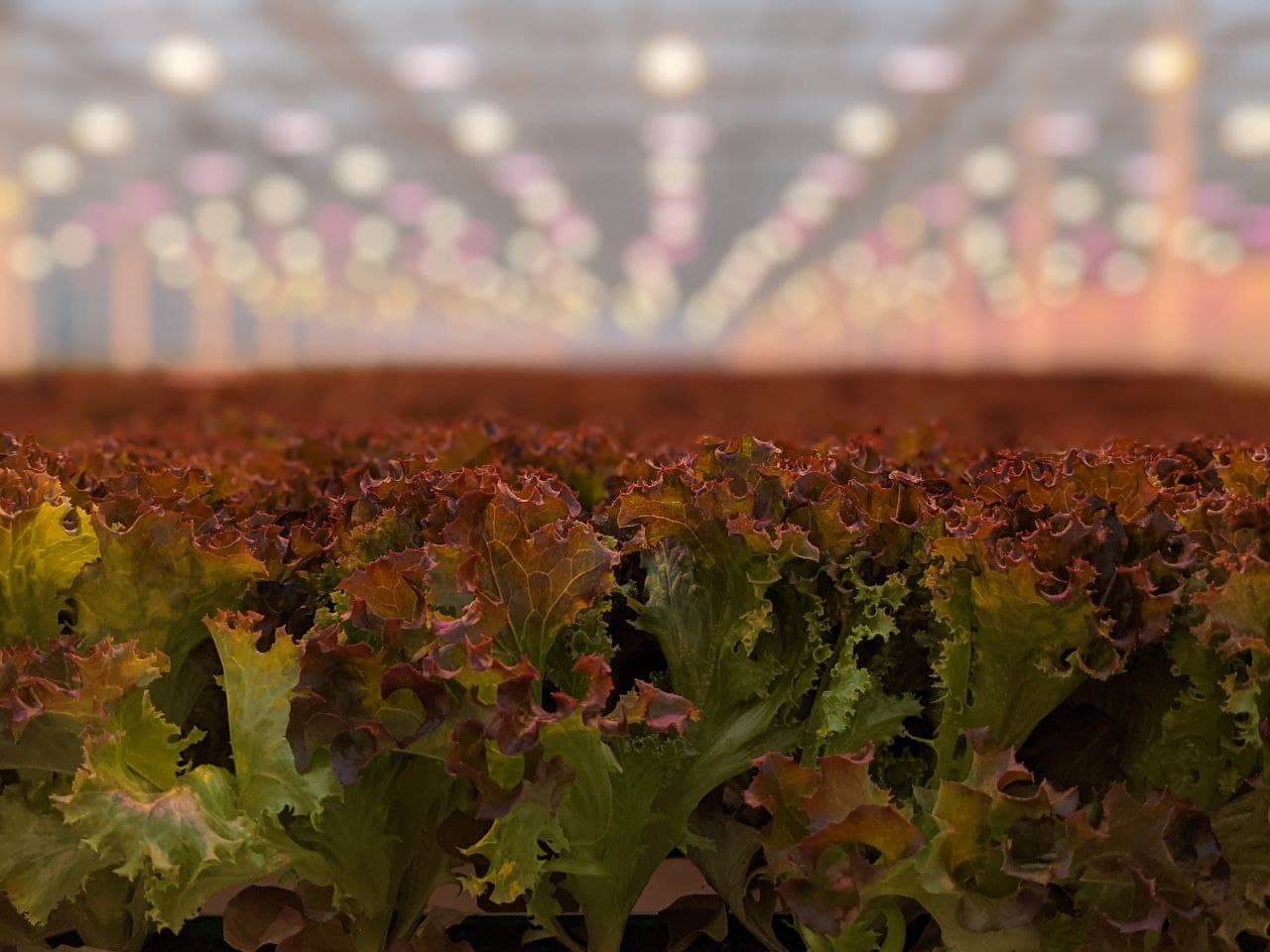 Pure Green Farms