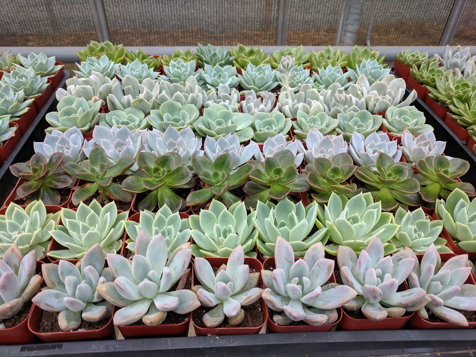 R & C Floral Inc