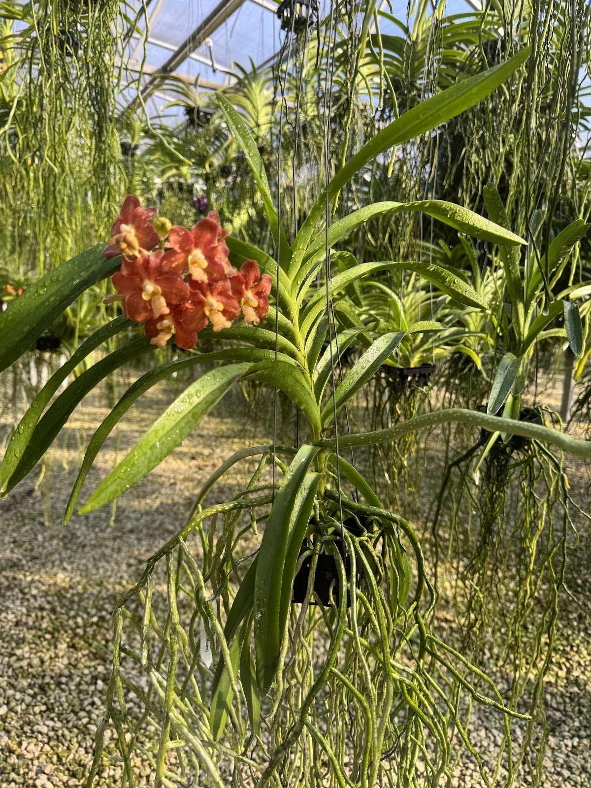 R & R Orchids