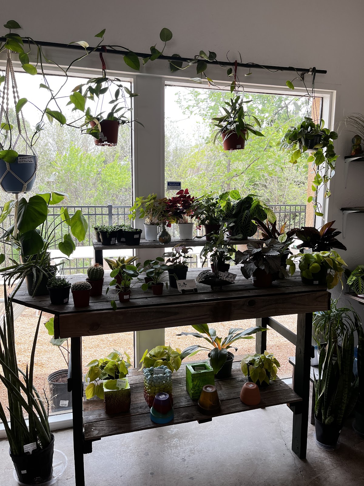Ra Roots Plants