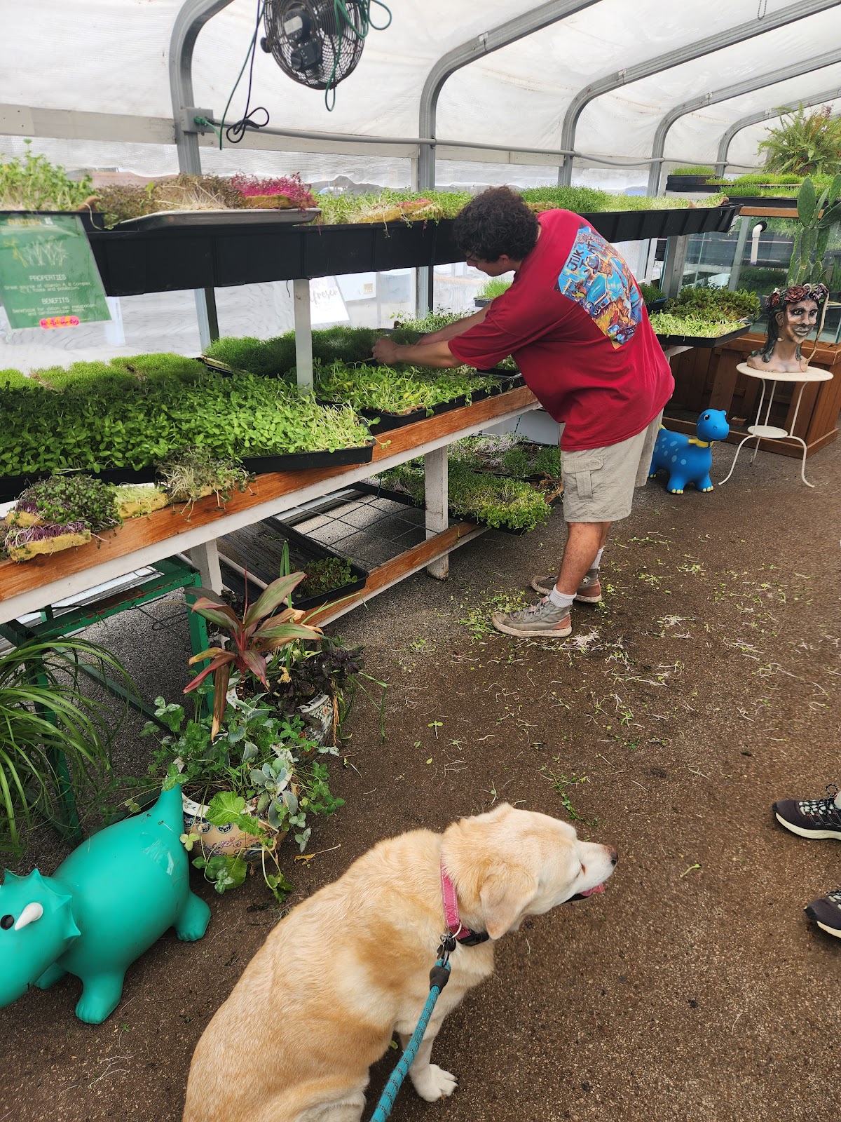 Radical Shoots Microgreens