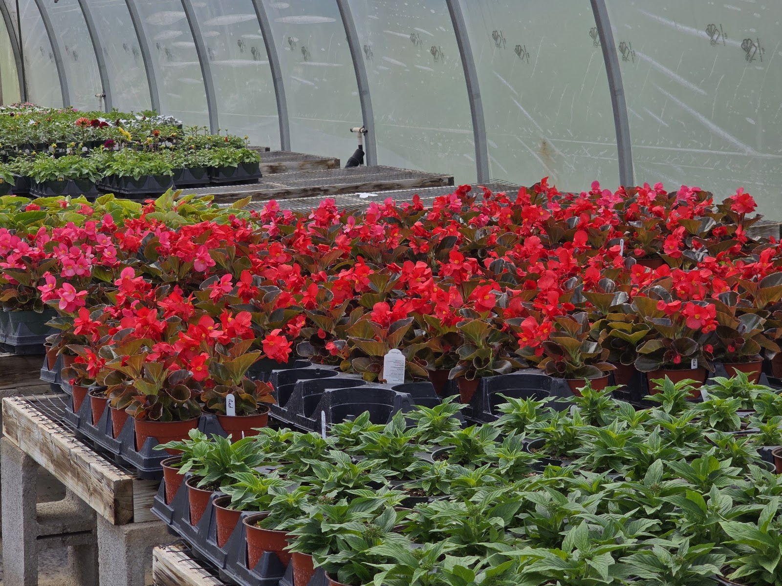 Rama's Greenhouse & Gardens