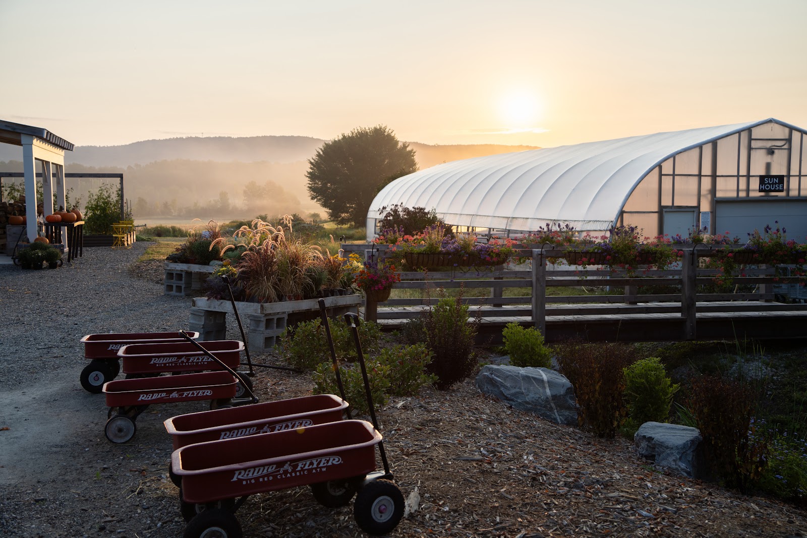Red Wagon Plants