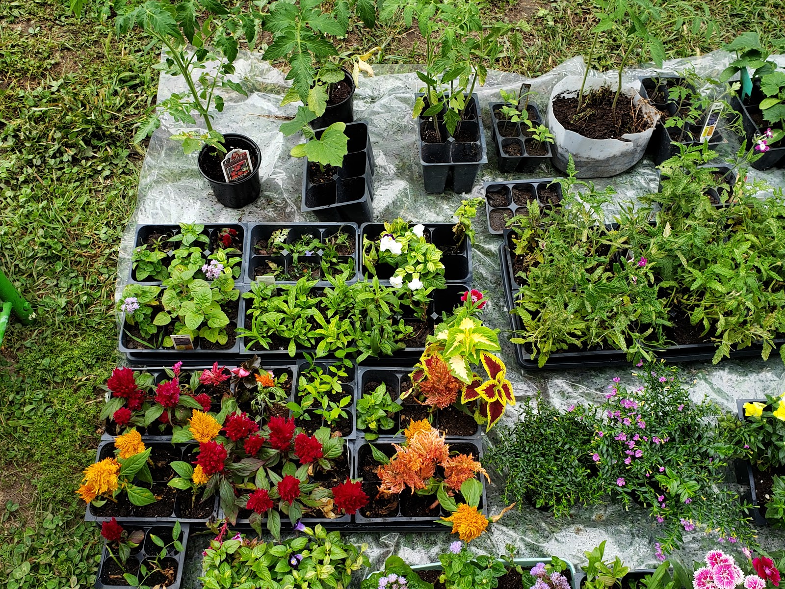 Redd's Green house and garden
