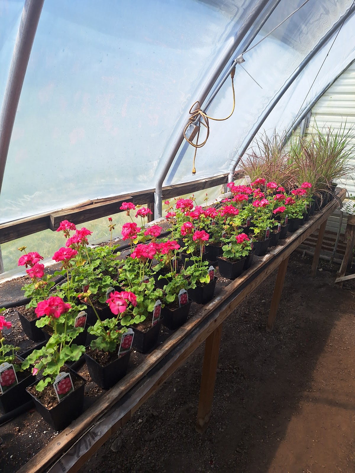 Reed's Greenhouse