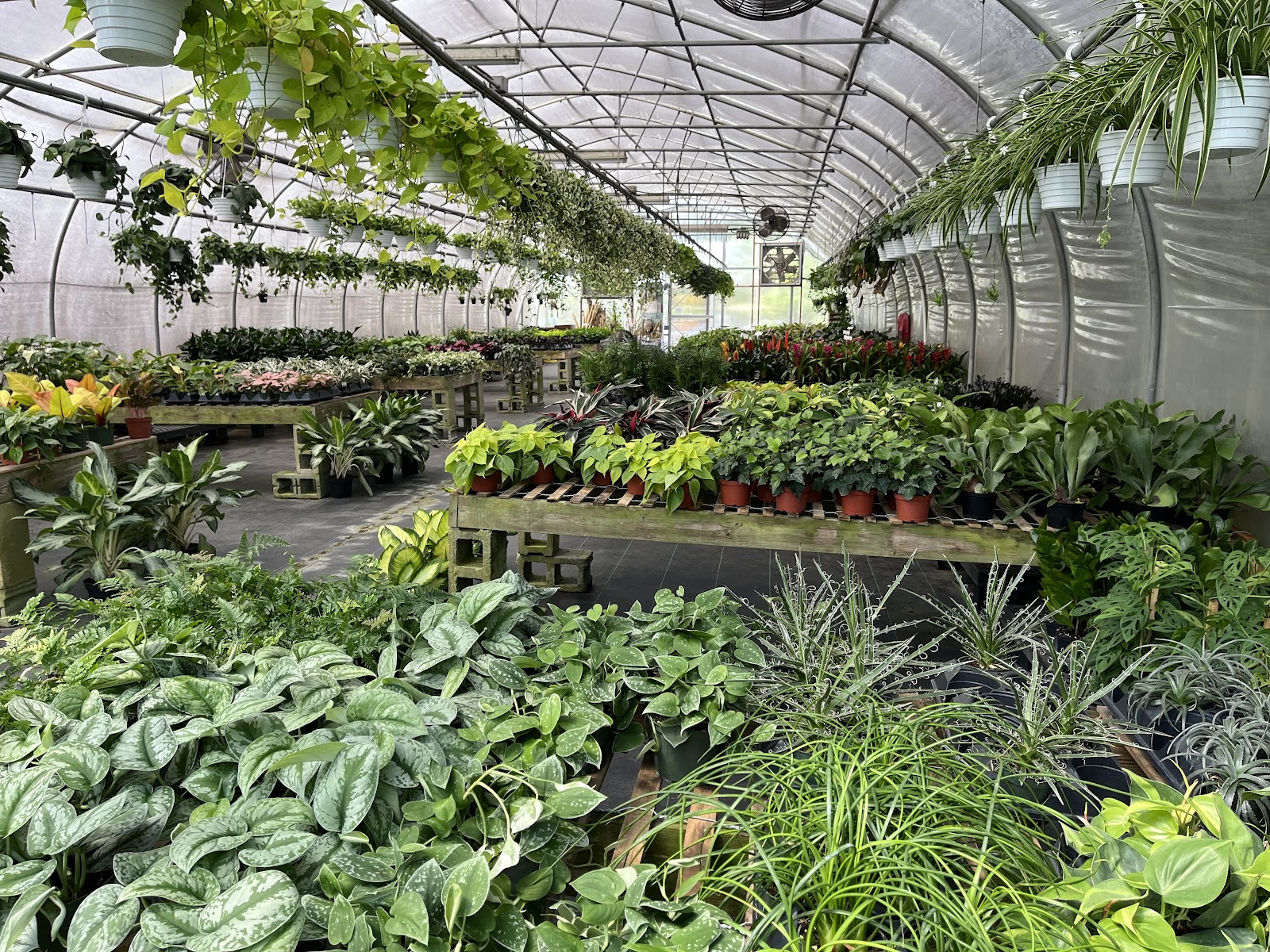 Reese's Plants