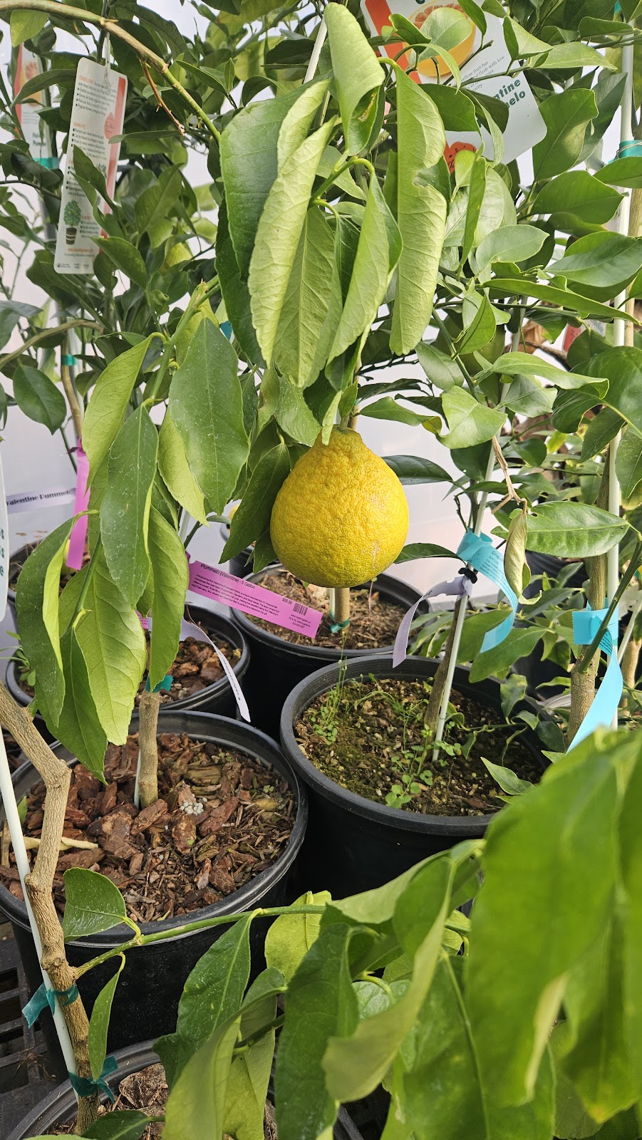 Restoring Eden Fruit Tree Nursery
