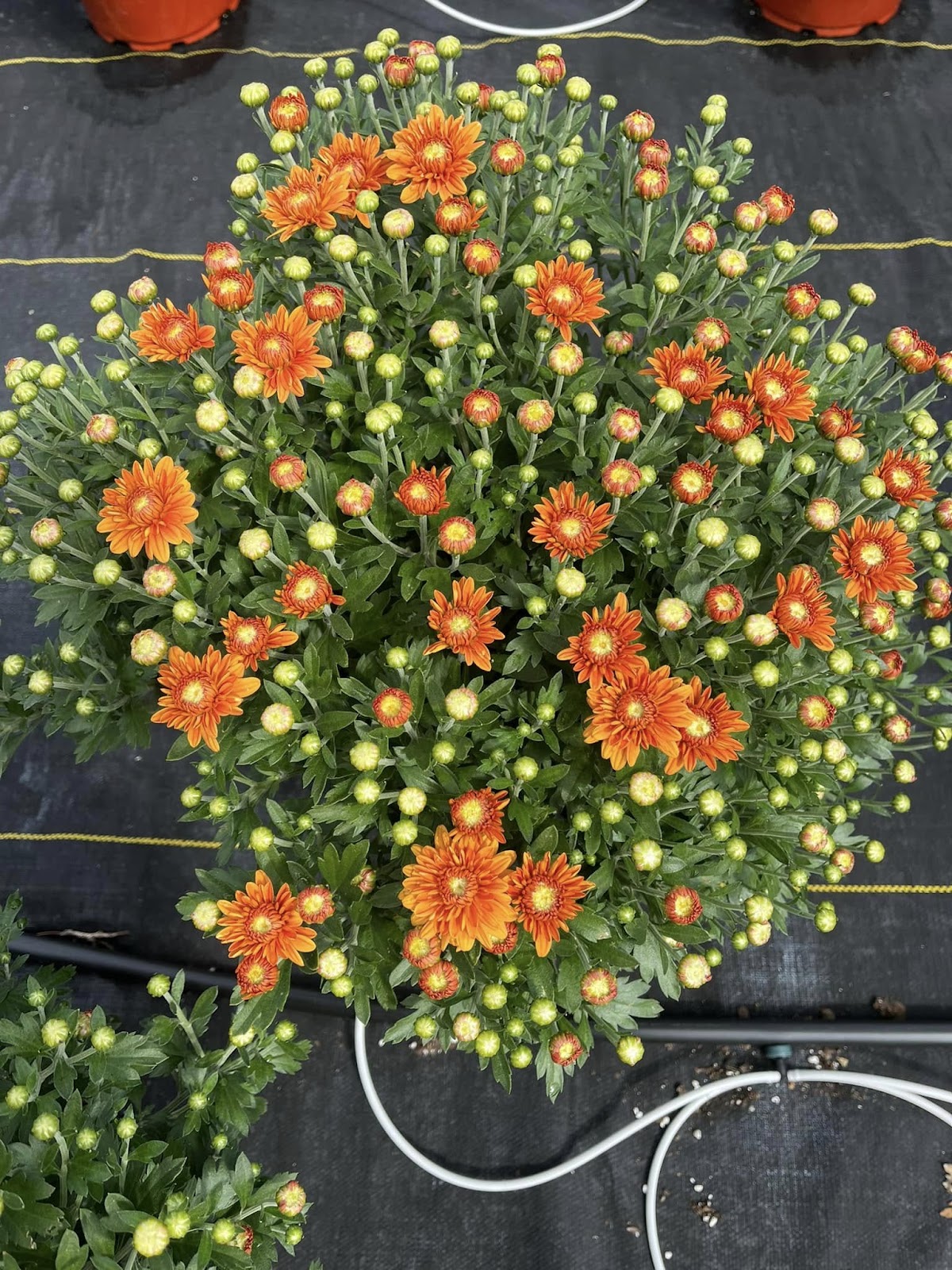 Rexing's Blumenhaus