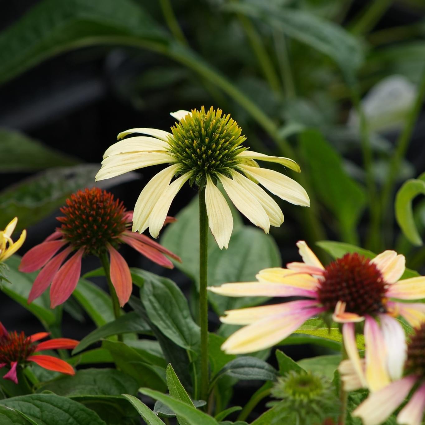Rice Lake Gardens