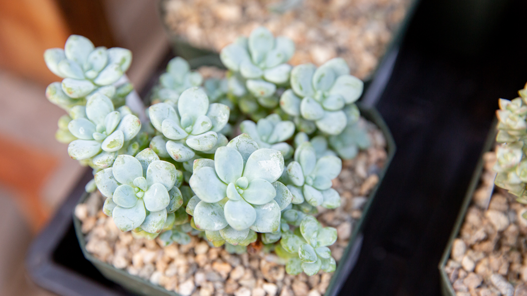 Rick's Garden Center