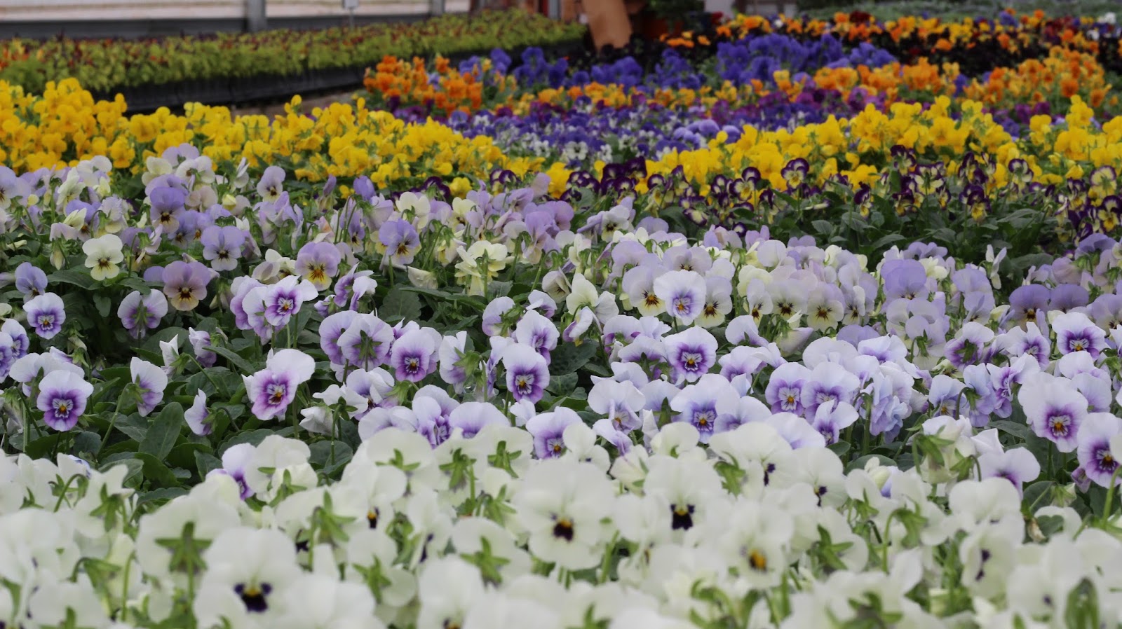 Riddle Plant Farm