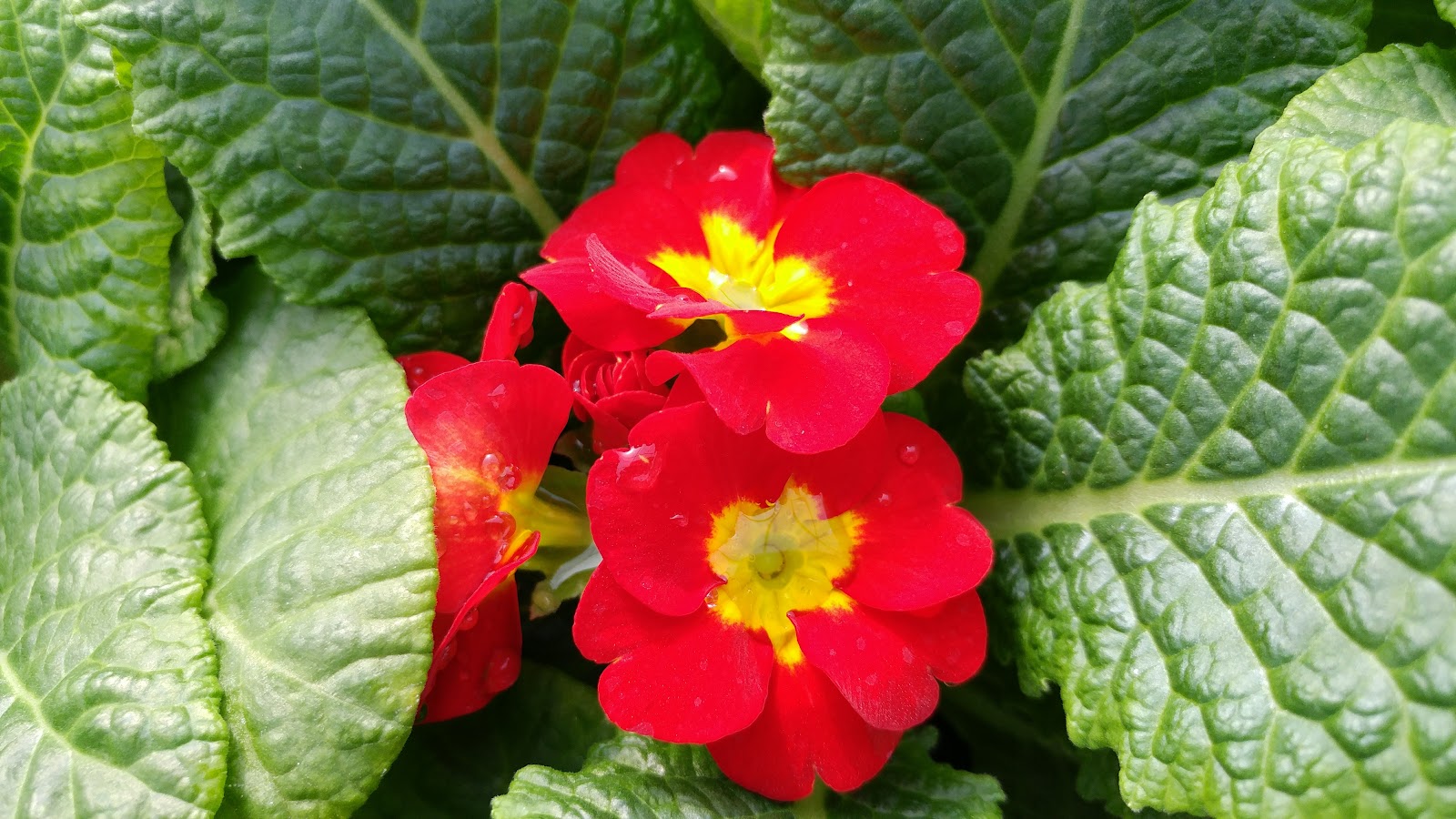 Ritter Greenhouse