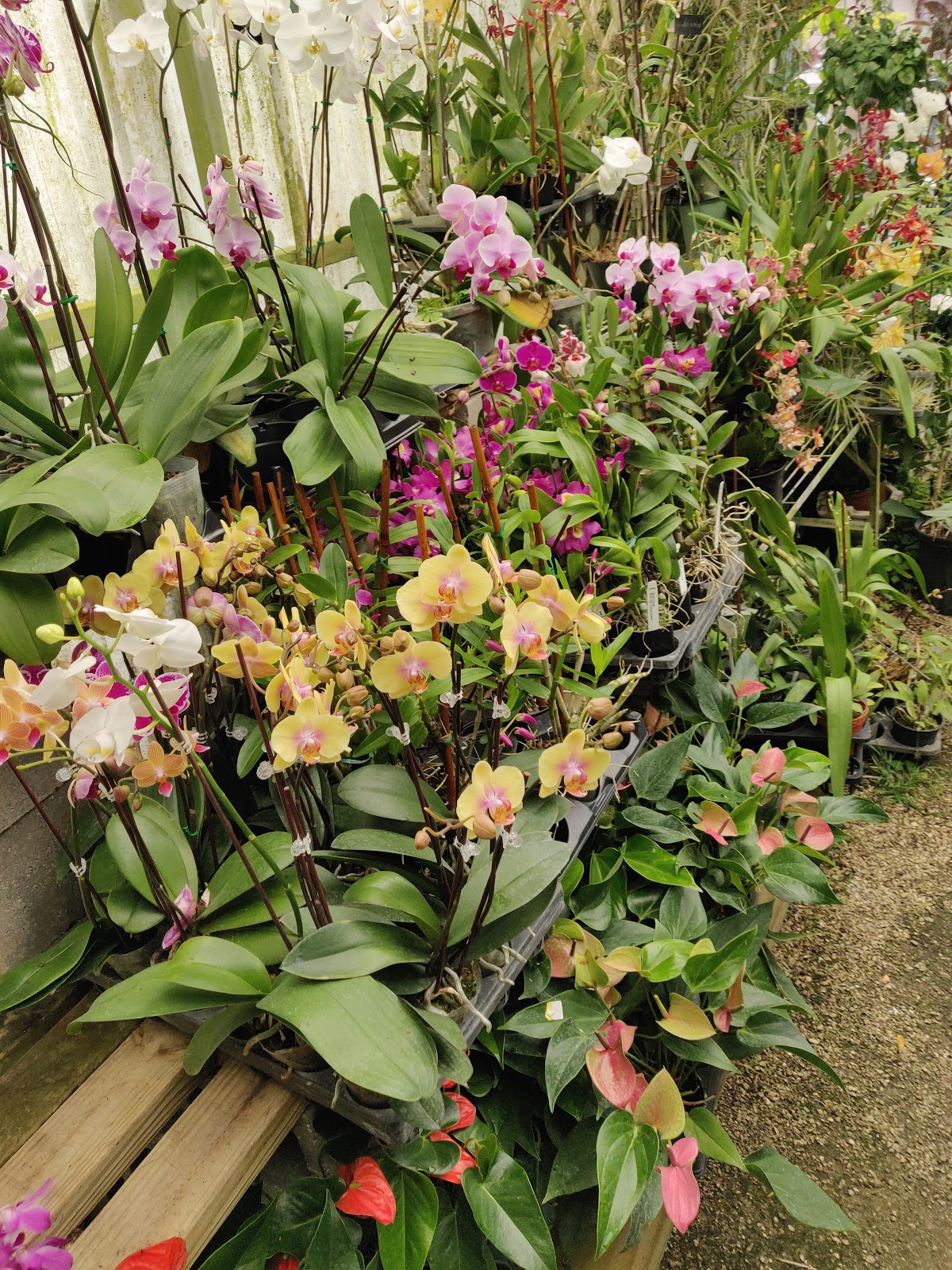 Ritter Orchids