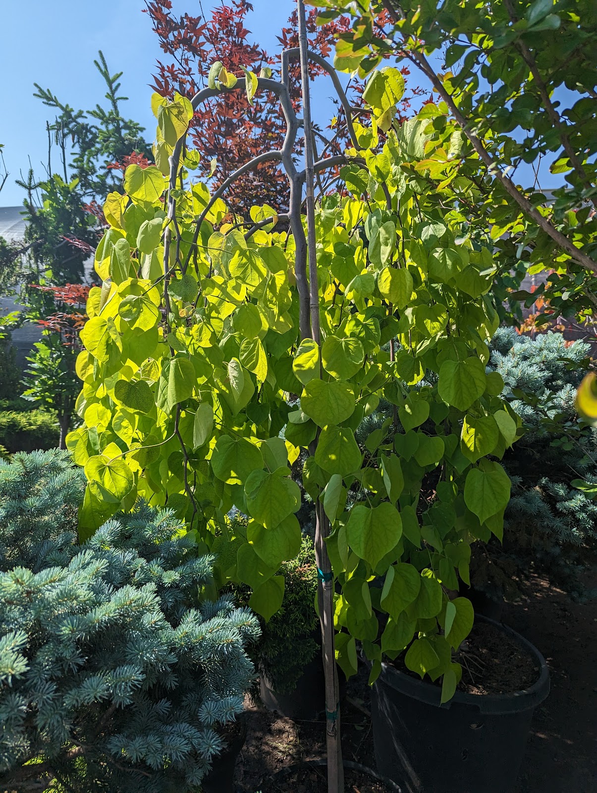 River Bottom Nursery