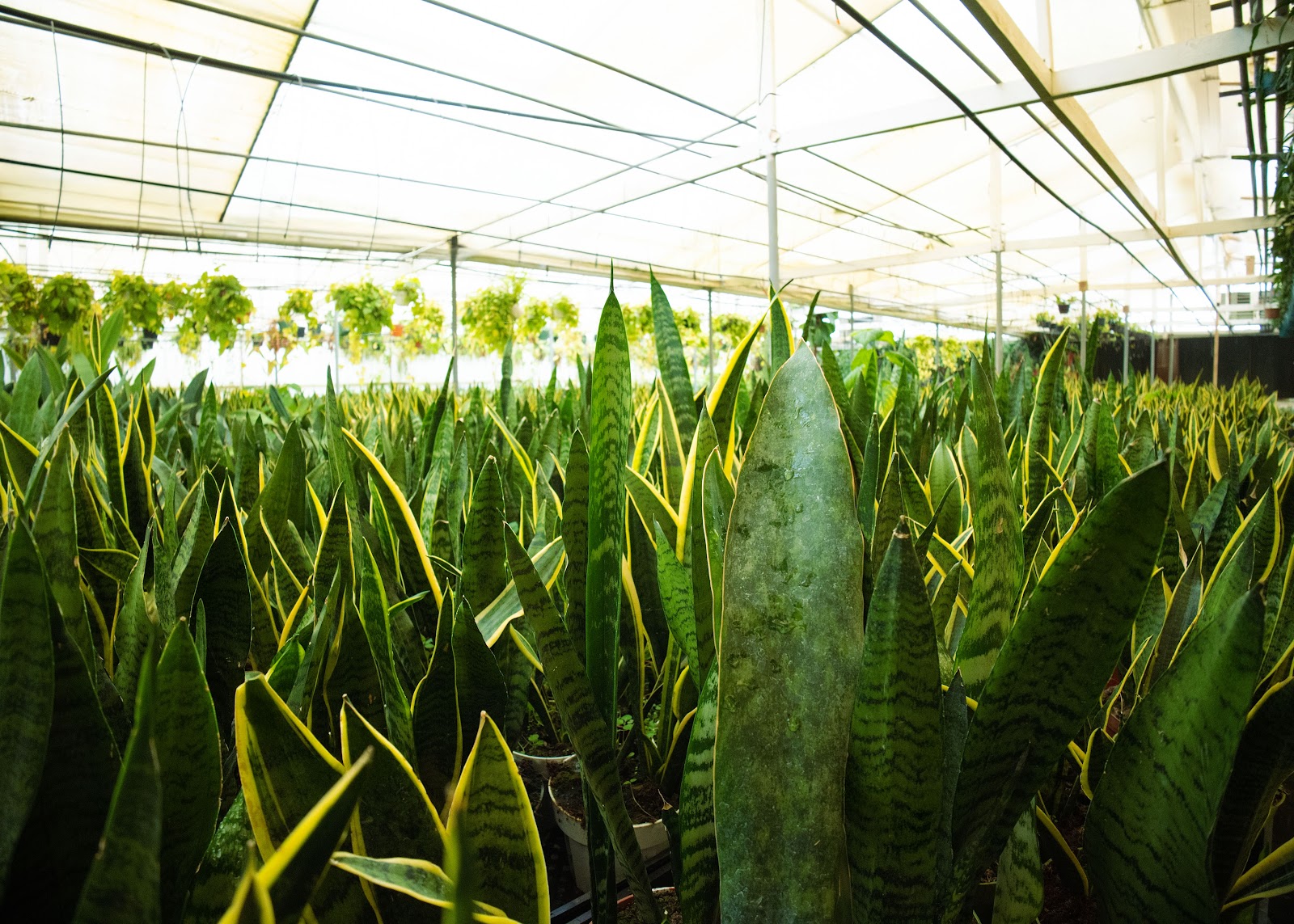 Riverside Greenhouses