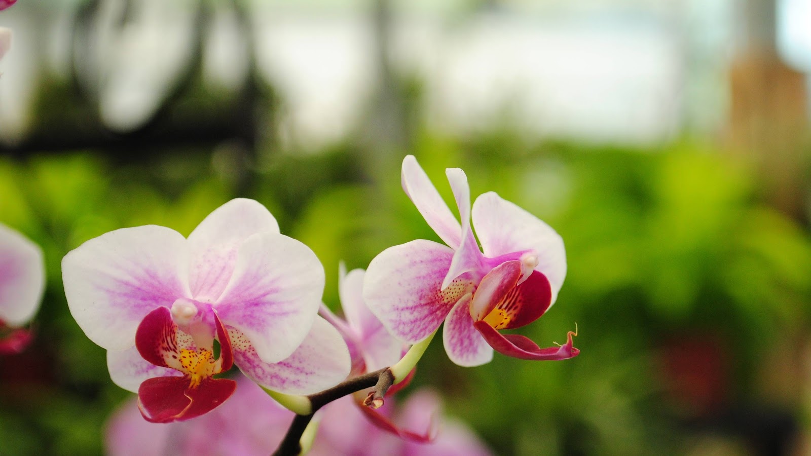 Rockledge Gardens