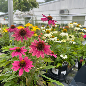 Rocky Face Greenhouse