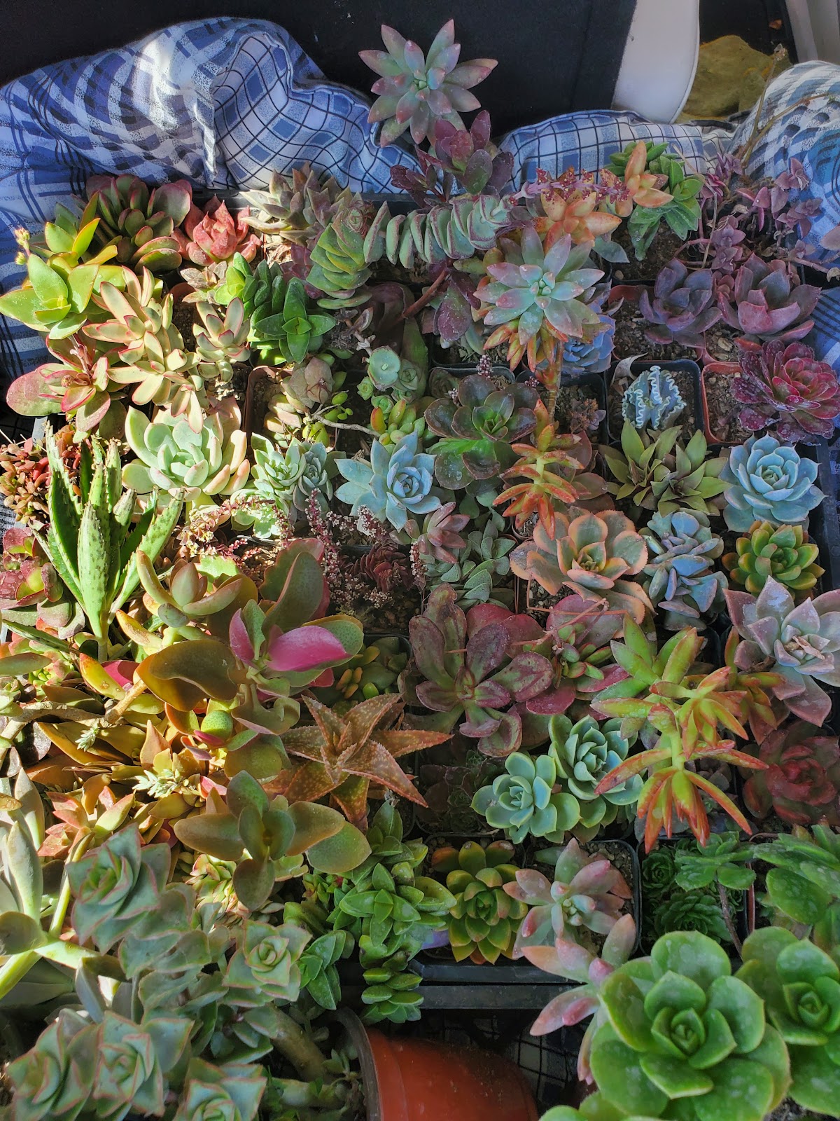 Rod's Nursery
