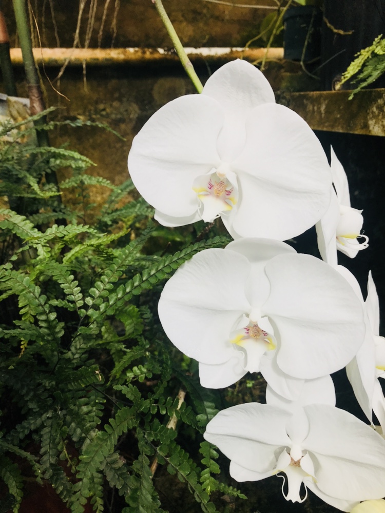 Rollins Greenhouse (Hauck Research Center)